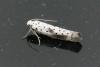 Yponomeuta irrorella